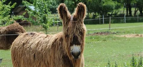 baudet du poitou en dordogne